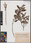 Foto von Salix aurita L. x Salix cinerea L.